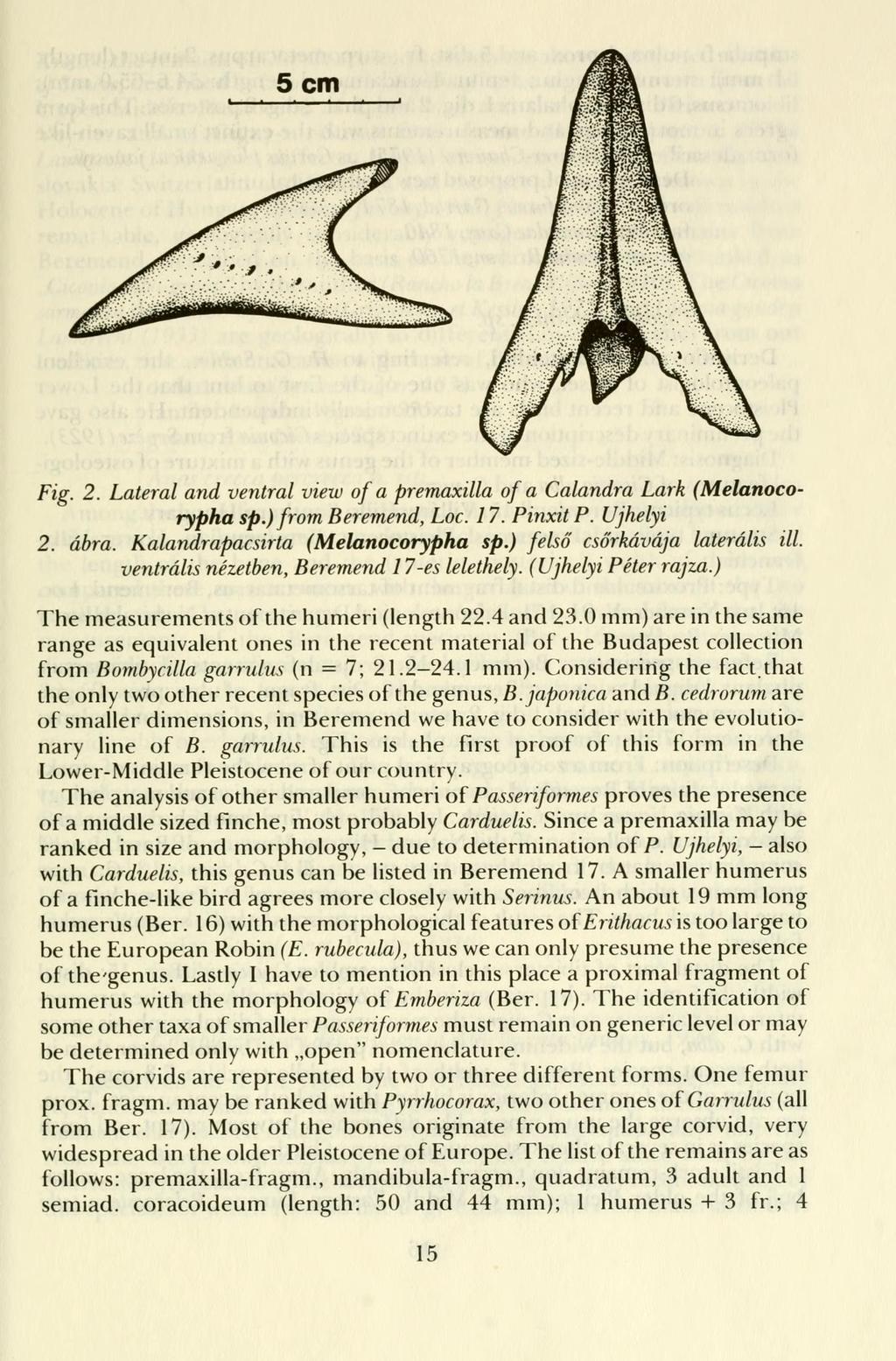 Fig. 2. Lateral and ventral view of a premaxilla of a Calandra Lark (Melanocorypha sp.) from Beremend, Loc. 17. Pinxit P. Újhelyi 2. ábra. Kalandrapacsirta (Melanocorypha sp.