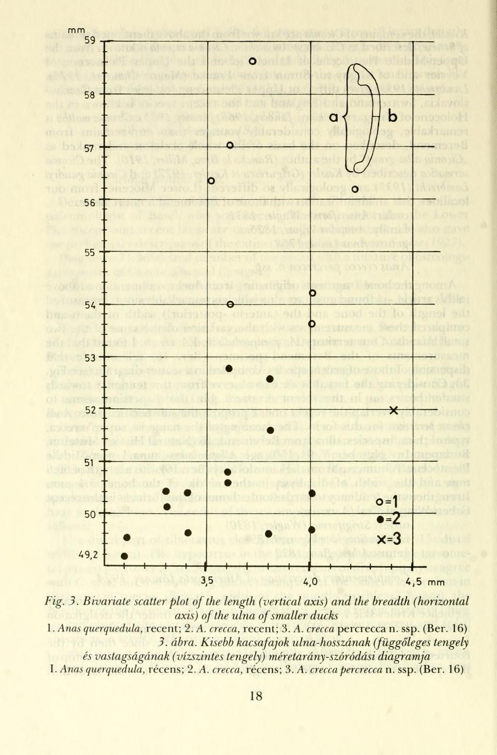 mm 59 58 57 56 55 54 53 52 51 50 o-1 49.2 t 4-3.5 -r- 4.0 x=3 A,5 mm Fig. 3. Bivariate scatter plot of the length (verticai axis) and the breadth (horizontal axis) of the ulna of smaller ducks 1.