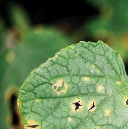 FENÉSEDÉS KÓROKOZÓ: Colletotrichum orbiculare ELTERJEDÉS: Világszerte