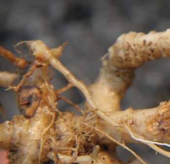 Phomopsis sclerotioides következtében hervadó uborka növények.