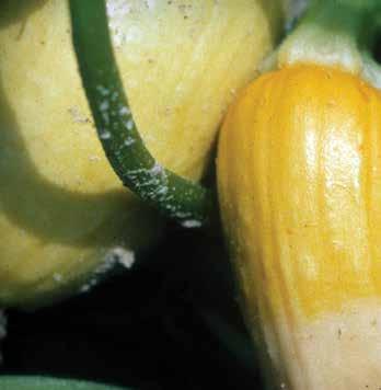 A termések nagyobb valószínűséggel fertőződnek meg akkor, ha magas a relatív páratartalom vagy a