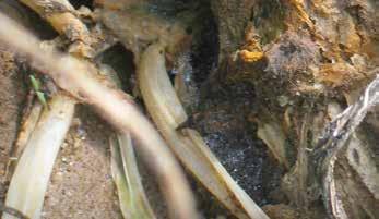 A BETEGSÉG KIALAKULÁSÁNAK FELTÉTELEI: A gomba a talajban marad fenn, de csupán rövid ideig. A korai fertőződés a csíranövények palántadőlését eredményezi.