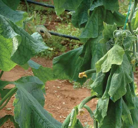 UBORKA FUZÁRIUMOS GYÖKÉR- ÉS SZÁRROTHADÁSA KÓROKOZÓ: Fusarium oxysporum f. sp. radicis-cucumerinum ELTERJEDÉS: Világszerte TÜNETEK: Az uborka és a sárgadinnyék (pl.