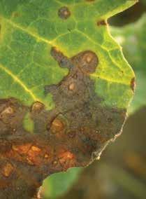A növényeken megjelenő tünetek a kisméretű, vizenyős, ovális vagy körkörös foltoktól a nagy nekrotikus részekig terjedhetnek. A foltok belsejében fekete termőtestek jöhetnek létre.