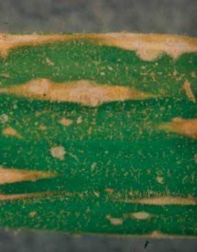 A termésfoltok gyakran másodlagos lágyrothasztó mikroorganizmusok belépési pontjai, amelyek különféle termésrothadásos megbetegedéseket okozhatnak.