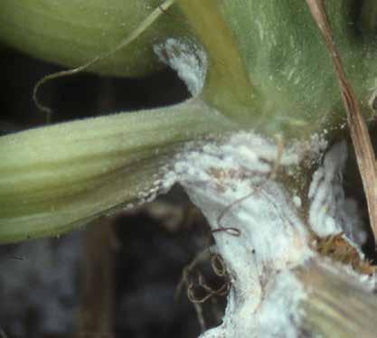 A betegség előrehaladtával a növény fokozatosan elsárgul és elhalhat. Ha egy fertőzött szárat felvágunk, fehér micéliumot találhatunk benne, nagy (6 12 mm), fekete szkleróciumokkal.