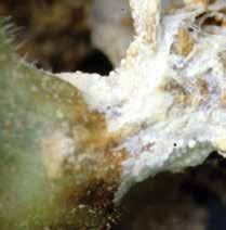 A termésen rothadás közben nagy mennyiségű fehér micélium és szklerócium képződhet.
