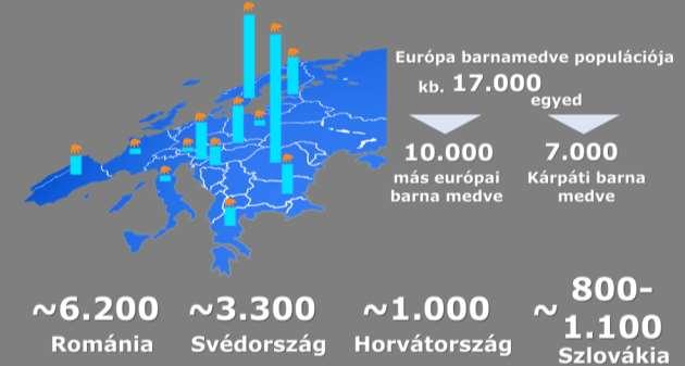 6 Az arányokat tekintve, Romániában van a legtöbb medve, hiszen itt tömörül az európai barnamedvék mintegy 35-40%-a, a kárpáti barnamedvék több mint 80%-a.