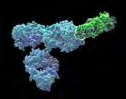 CSONTÚJDONKÉPZŐDÉS OSTEOCLASTOGENESIS γδt