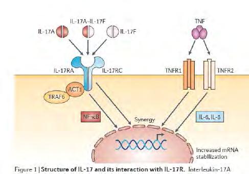 Az IL-17 jelátvitel és következményei Citokinek: