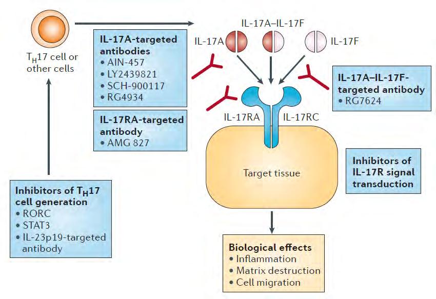 Th17 IL-17 útvonalat célzó terápiás