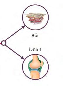 szelektíven köti az IL-17A-t enthesis 1. Lynde CW et al.