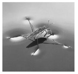 Walking on Water Water Striders & Surface Tension 1 mm 2 mm 3 mm 4 mm 5 mm g NaDS 0.05 M ~ 0.
