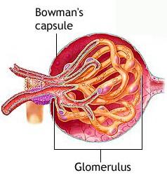 Vesetestecske glomerulus: vas aferens (bemenő arteriola) anasztomizáló kapilláris hurok (fenesztrált endotheliummal) vas eferens (kimenő arteriola, ugyanott távozik, ahol belépett) kettős falu tok