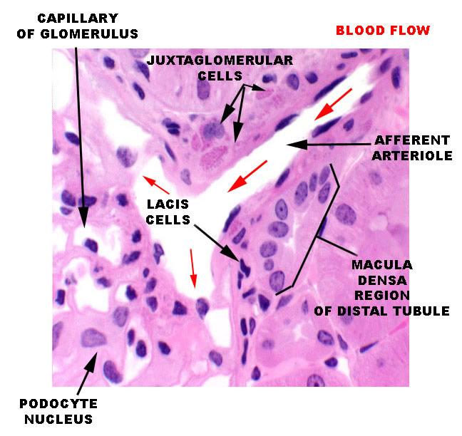Juxtaglomeruláris apparátus (JGA): a glomerulus érpólusa mellett található, ahol a distalis