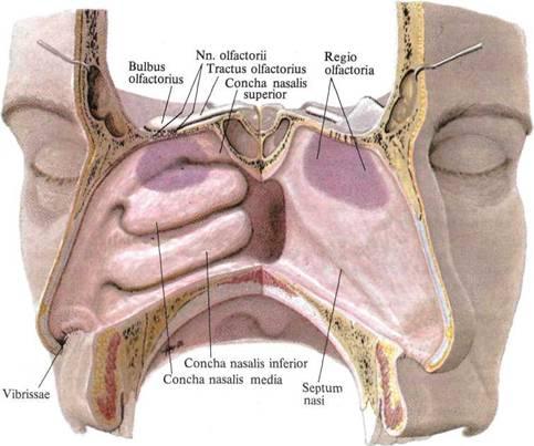 respiratorica: többmagsoros, csillós hengerhám,