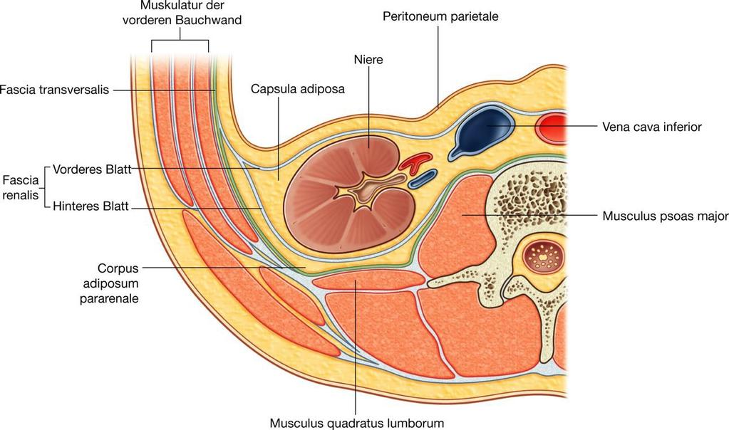 Capsula fibrosa renis közvetlenül a cortex felett egészséges veséről könnyen leválasztható a hilumig Széles hasizmok Ren dexter Lamina praerenalis Lamina