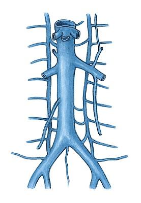 Vena cava inferior Th VIII venae hepaticae venae gl. suprarenales s.