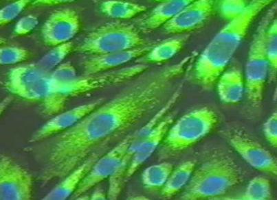 -be kerülve már nem osztódnak, rövid élettartam Fibroblaszt (kötőszövet): jól