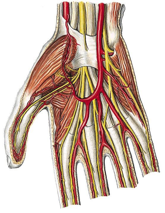radialis) (2.) Aa. digitales palmares communes (3) Aa.