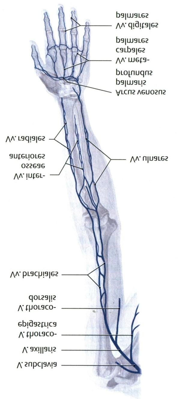 Vv. brachiales Vv. ulnares Vv. radiales Vv. interosseae anteriores Vv.