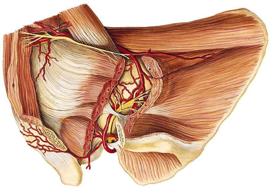 1. A. suprascapularis (BNA: A. transversa scapulae; Truncus thyrocervicalis, A. subclavia) A. circumflexa scapulae (A. subscapularis) 2. A. dorsalis scapulae (R.