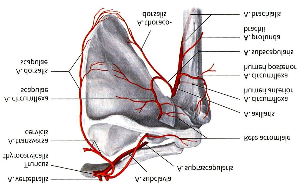 acromialis (A. thoracoacromialis, A. axillaris) R. acromialis (A. suprascapularis, A. subclavia) 4. A. circumflexa humeri anterior (A. axillaris) A.