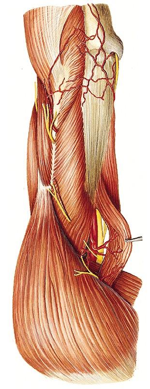 radialis