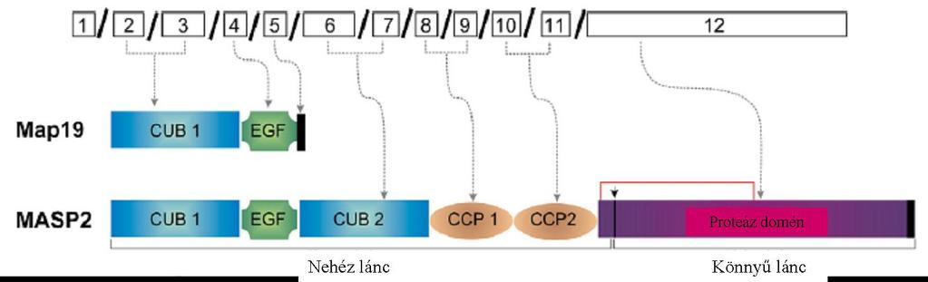 A MASP-3 proteáz doménjét egy exon kódolja, míg a MASP-1 azonos doménjét hat exon kódolja.