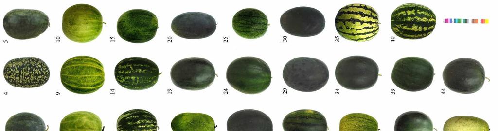 megállapítható a régészeti Citrullus magvak legközelebbi genetikai rokonsága a mai fajtákkal (8.