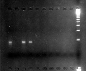 Vác. Case 39 Typical
