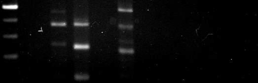 year-old child 123 bp Grave 21C (~4 year-old child): the nucleotid