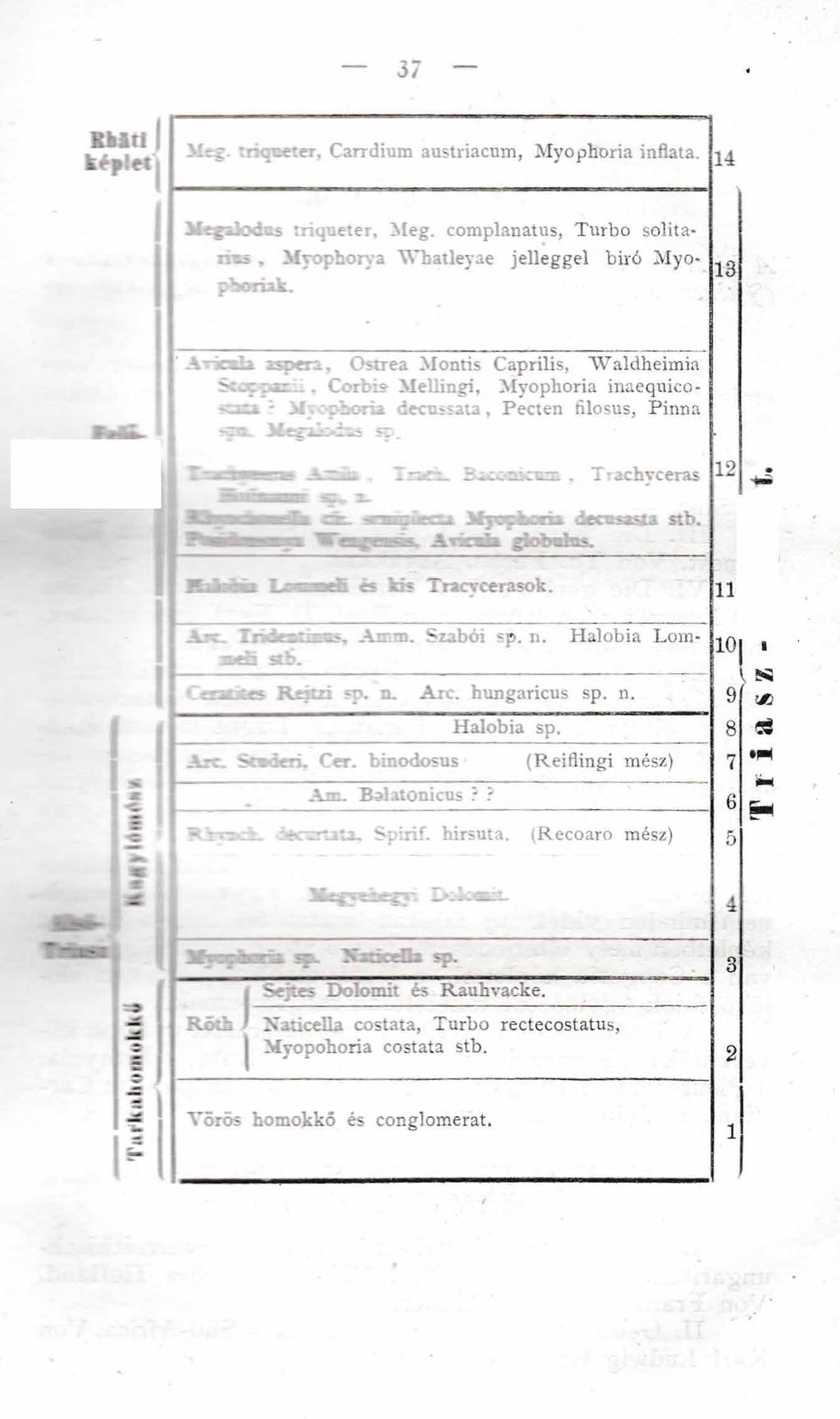 37 R b lt i I k f p l e i i M ;; - :-e:er, Carrdium austriacum, Myophoria inflata. 14 Megalodos triqueter, Meg. complanatus, Turbo solita- :. Myophorya Whatleyae jelleggel bitó Myopboriak.