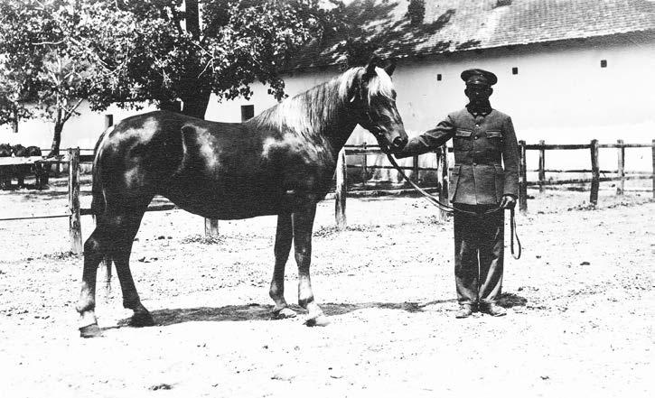 Lipițan (sus) și iapă obținută prin încrucișarea