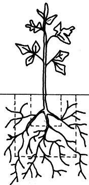 Basamid G ~30 cm Pythium spp. Phytophthora spp. Rhizoctonia spp.