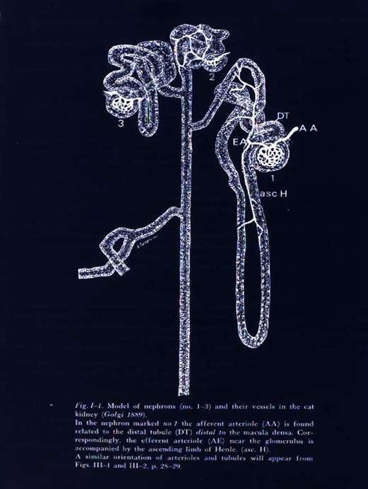 History Golgi: Atti R. Accad. d. Lincei, Rend. Ser.