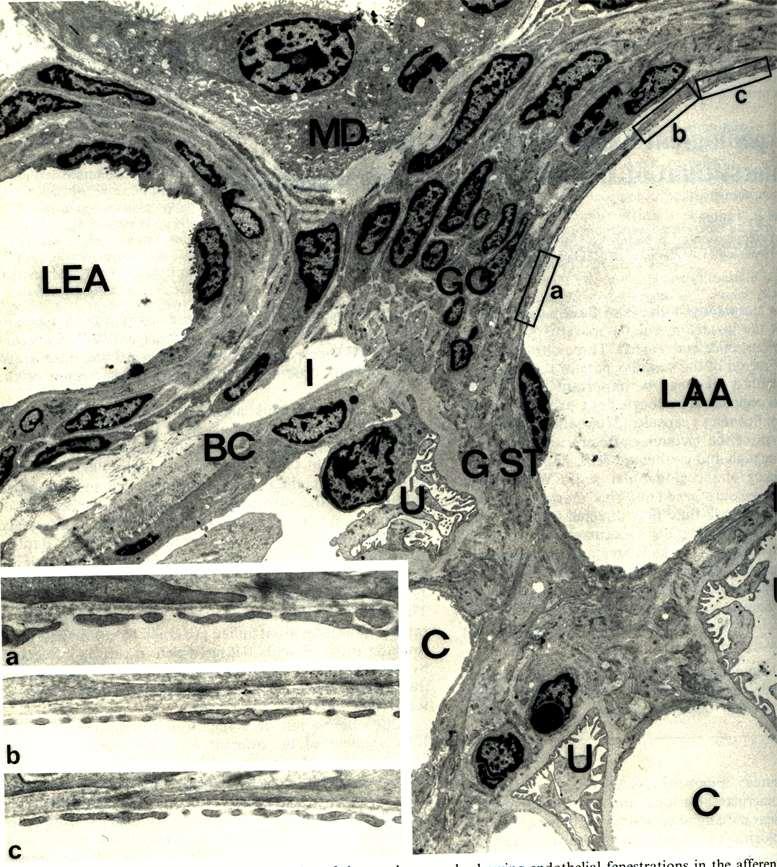 Rosivall, Kidney Int.