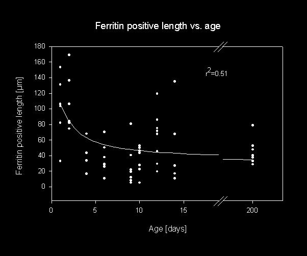Fenesztrált érszakasz hosszának változása a kor függvényében Length of Ferritin-positive / Permeable Endothelial Portion vs.