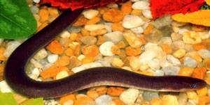 Amphiuma (TGF