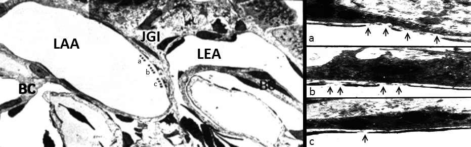 Gl cap Press cm H 2 O Általános jelenség Fenesztrált endothel EM: JGA of Amphiuma (Fenestrated endothelium in the AA shown in the inset) 20 saline 15 3