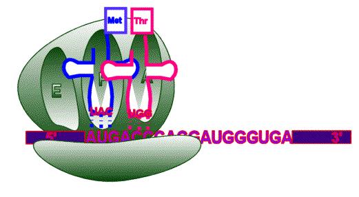 kapcsolja, így egy dipeptid alakul ki az A hely trs-én A transzlokáció során az mrs az A-helyre kapcsolódó peptidil-trs-sel együtt egy kodonnal