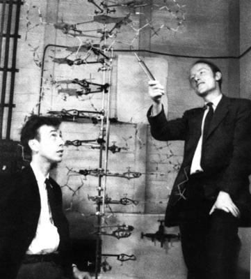 Watson-Crick párképzés: fontos, ez található elsősorban a duplexekben G is C A amino (aromás) míg T dilaktám