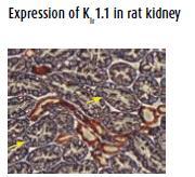 Kv channel function in epithelial cells Epithelial cells from different tissues perform specialized functions such as salt and water absorption in the kidney, mucus secretion in the colon and fluid