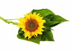 Anca Bahrim Farmacist Manager Sensiblu Feeria București BIANCA BOCICĂ*: După fiecare ședință de solar, pielea mea se descuamează.