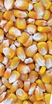középérésű FAO 490 siló kukorica GK Silostar Kiváló zöld- és szárazanyag termés Energiában gazdag Erőteljes kezdeti fejlődés Felszáradásra nem hajlamos Javasolt növényszám: 70-75 ezer növény/ha