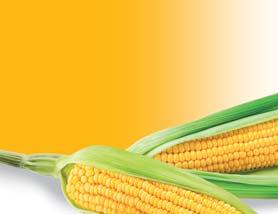 GKT 288 igen korai FAO 290 szemes kukorica Intenzív kezdeti fejlődésű, erős szárú és gyökérzetű hibrid. Kedvező körülmények közötti termőképessége vetekszik a FAO 300-as hibridekével.