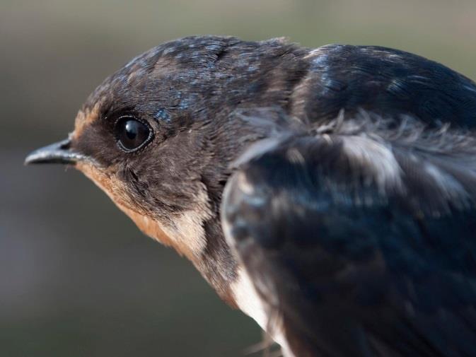 Füsti fecske (Hirundo rustica) Barn Swallow Füsti fecske csapat.