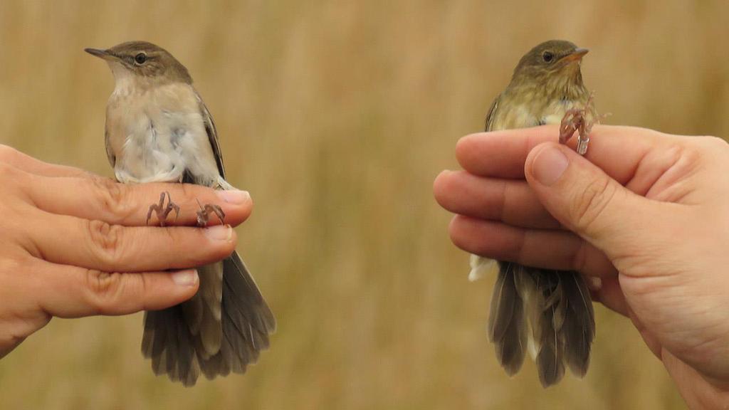 Savi s Warbler on the left and River