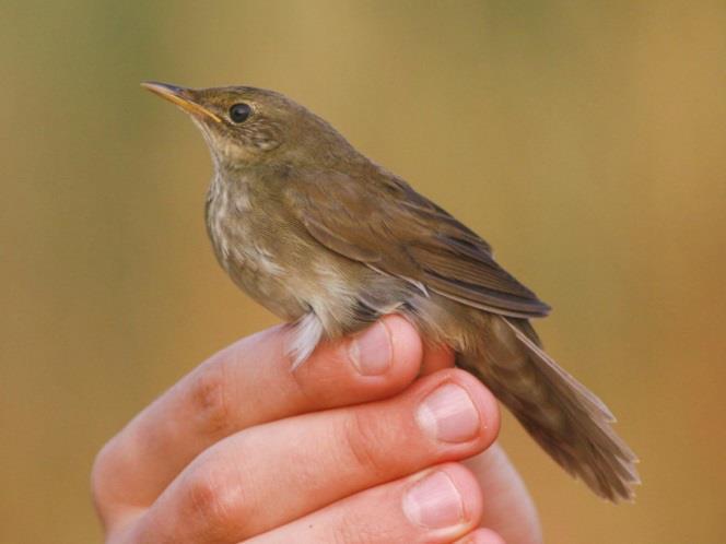 (Locustella fluviatilis) a jobb oldalon.