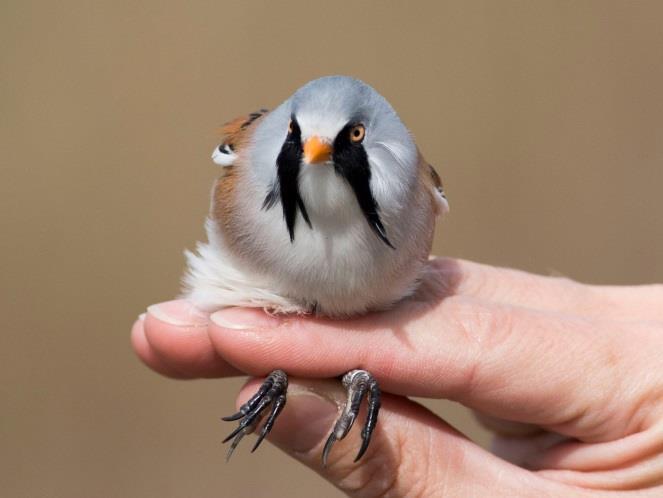 barkóscinege (Panurus biarmicus) Berki